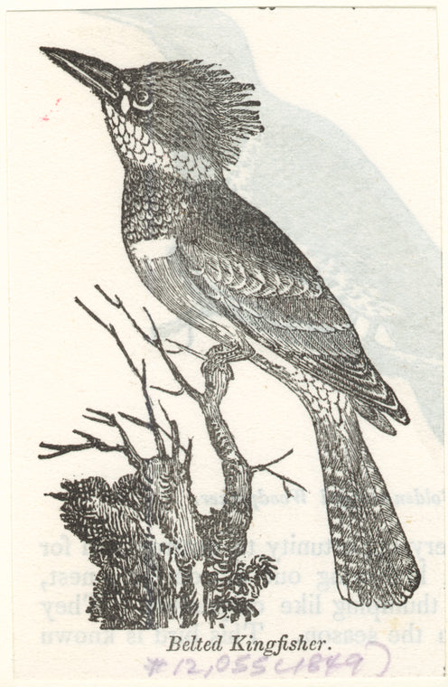 Belted kingfisher