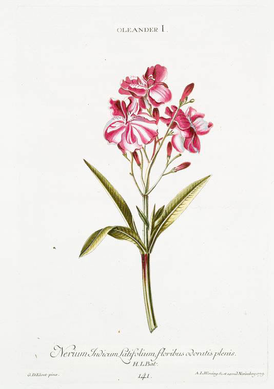 Oleander I = Nerium Indicum, latifolium, floribus odoratis plenis. [Indian Oleander]
