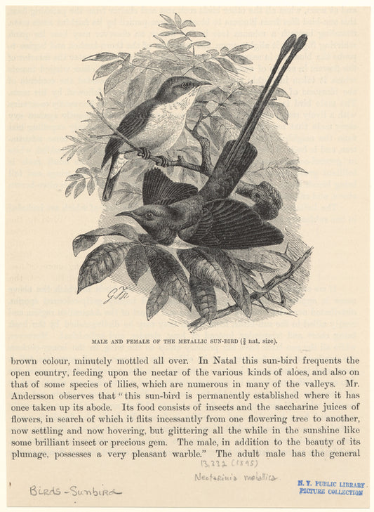 Male and female of the metallic sun-bird