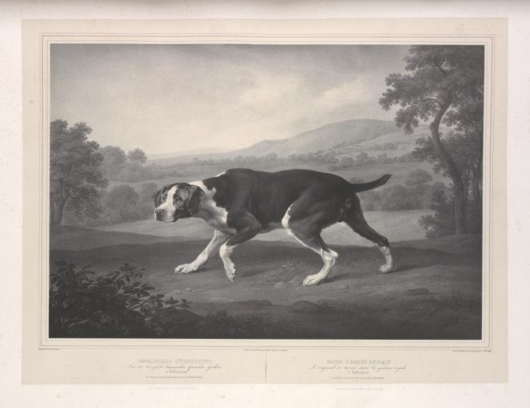 Englischer Hühnerhund.
