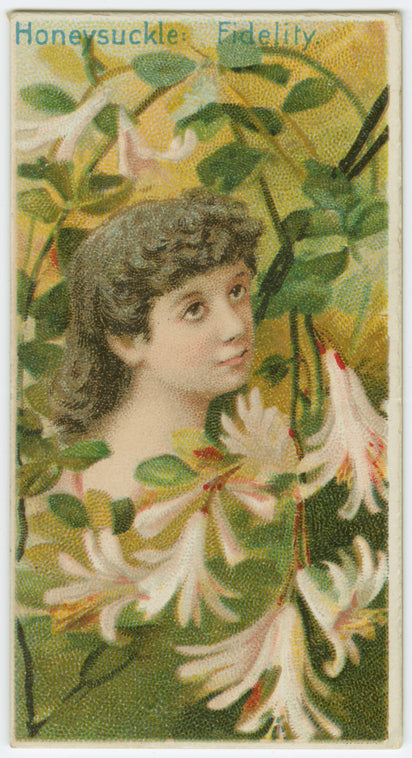 Honeysuckle, fidelity.