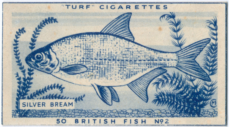 Silver bream.