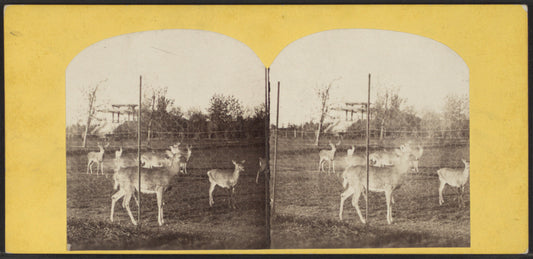 Central Park, the deers.