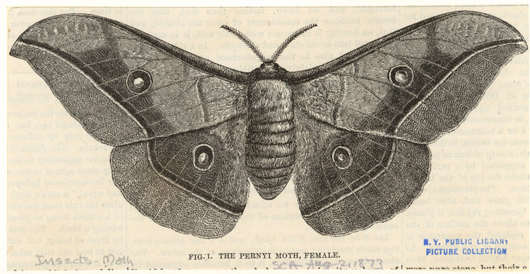 The pernyi moth, female