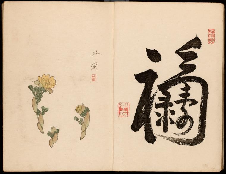 Adonis plant  Nampo. Composite character for ‘Long life’, ‘Wealth’   and ‘Happiness’