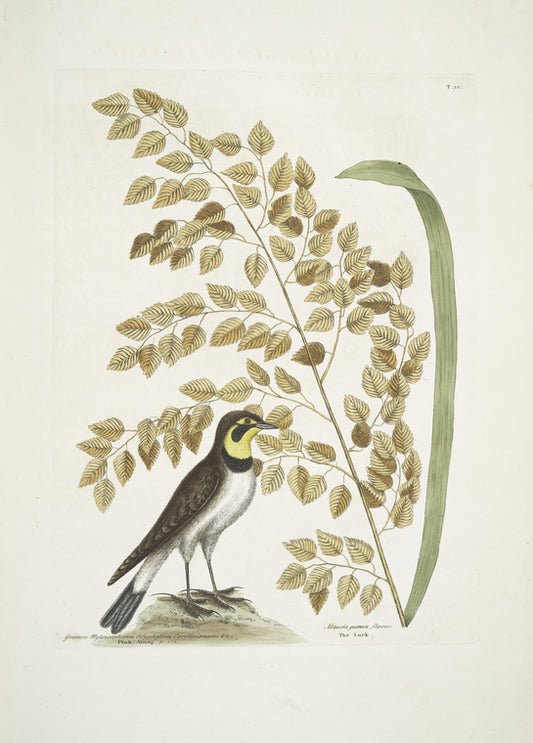 Gramen Myloicophoron Oxyphyllon Carolinianum, The Sea-side Oat; Alauda gutture flavo, The Lark.