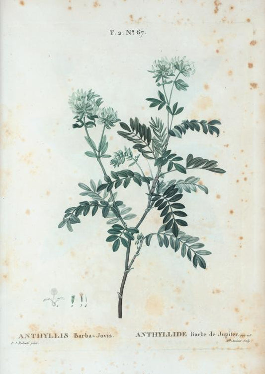 Anthyllis Barba-Jovis = Anthyllide Barbe de Jupiter.