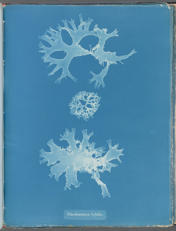 Rhodomenia bifida