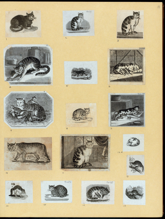 Cats.