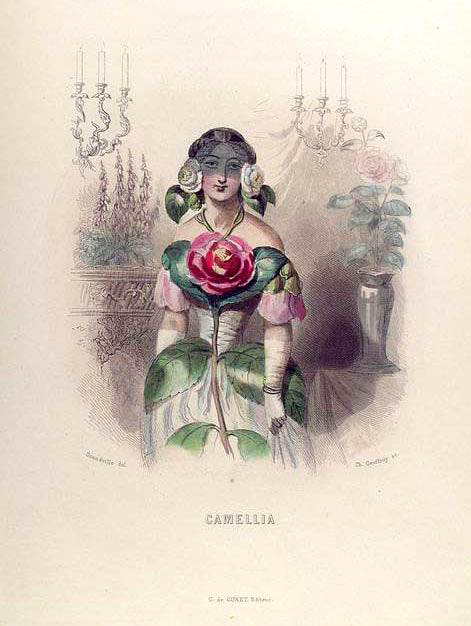 Camellia.
