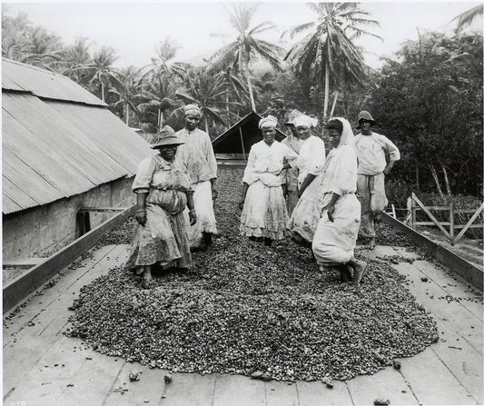 The cocoa industry in Trinidad