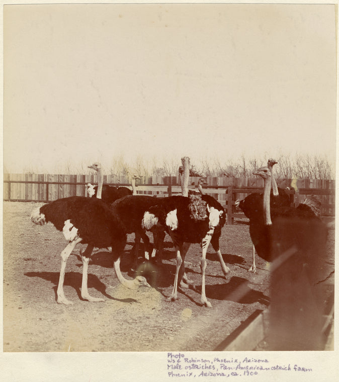 Male ostriches, Pan American ostrich farm
