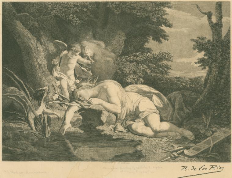 Narcissus