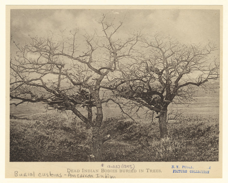 Dead indian bodies buried in trees