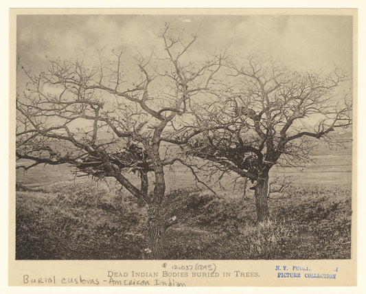 Dead indian bodies buried in trees