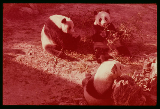 Slide of pandas