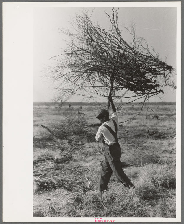 Carrying mesquite to be burned in process of clearing land, El Indio, Texas