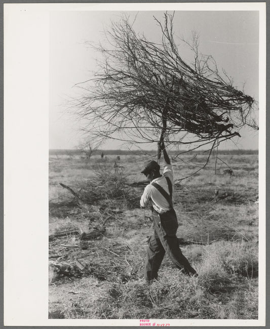 Carrying mesquite to be burned in process of clearing land, El Indio, Texas