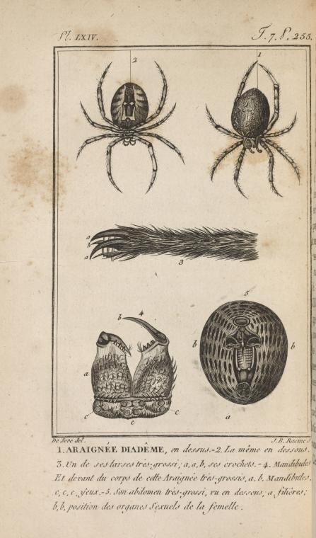 Araignée diadême