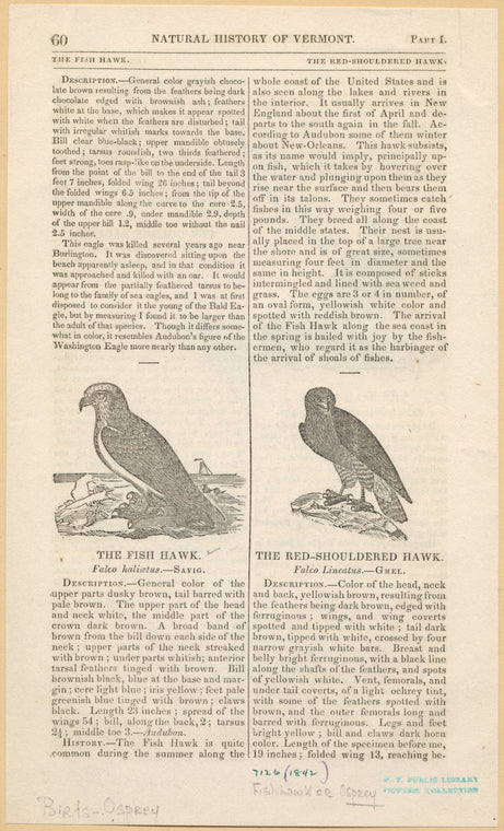 The fish hawk, Falco haliaetus, Savig ; The red-shouldered hawk, Falco lineatus, gmel
