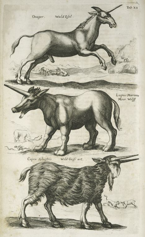 Onager, Wald Esel ; Lupus Marinus, Meer Wolff ; Capra Sijluestris, Wild Geiss art.
