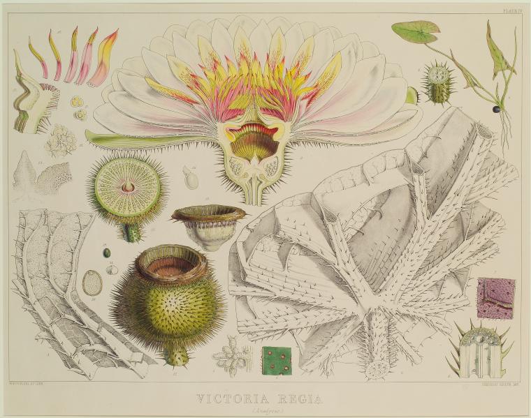 Victoria Regia. (Analyses)