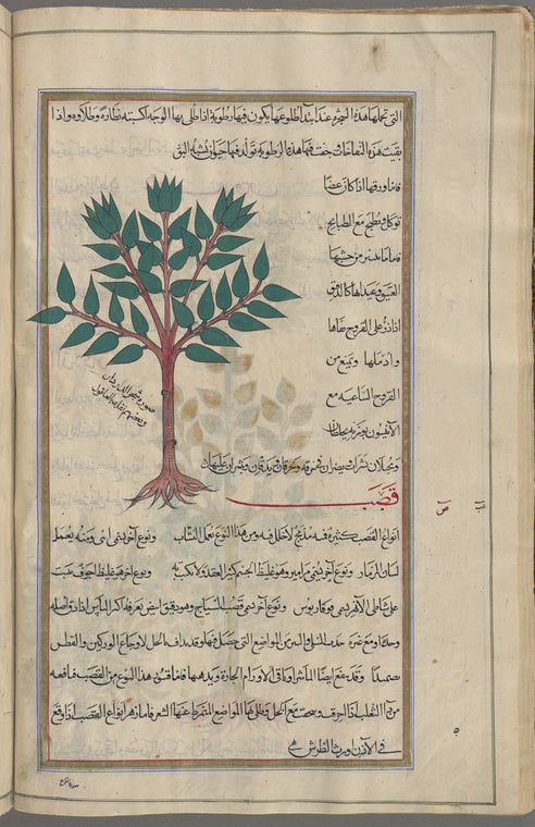 Elm tree (Ulmus campestris), al-dardâr