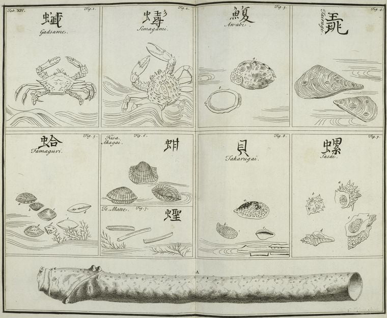 Crabs and shells.
