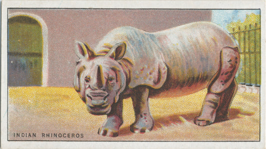 Indian Rhinoceros.