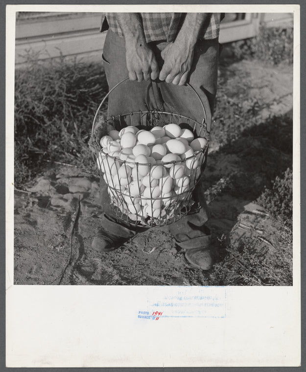 Eggs produced by poultry enterprise of Two Rivers Non-Stock Cooperative Association, a FSA (Farm Security Administration) project. Waterloo, Nebraska.