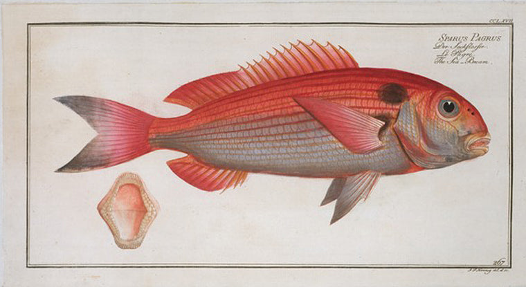 Sparus Pargus, The Sea-Bream.
