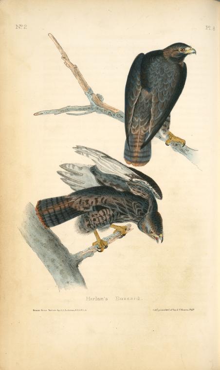 Harlan's Buzzard