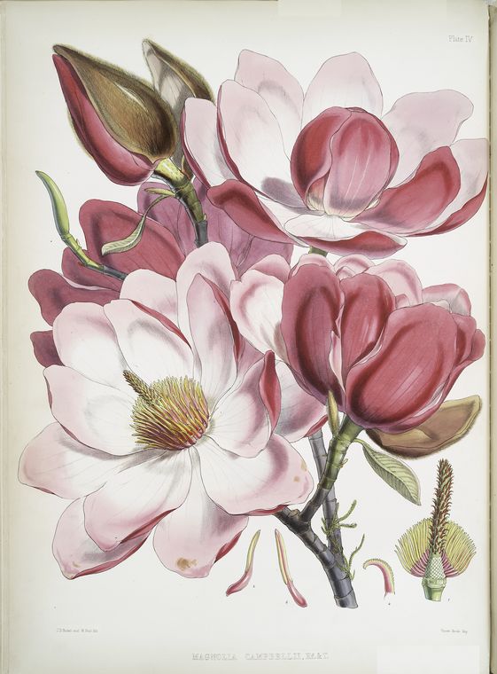 Magnolia Campbellii, H.f. et T. (Flowering plant).