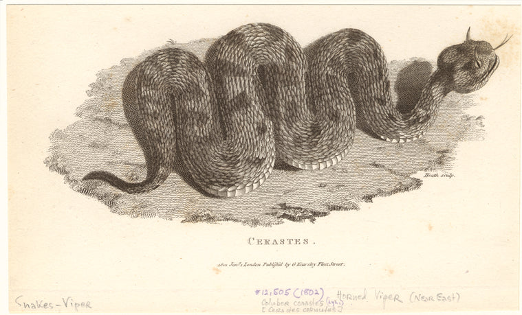 Cerastes