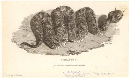 Cerastes