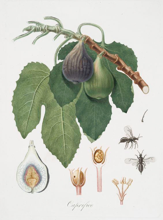 Caprifico. [Fico ; Fig]