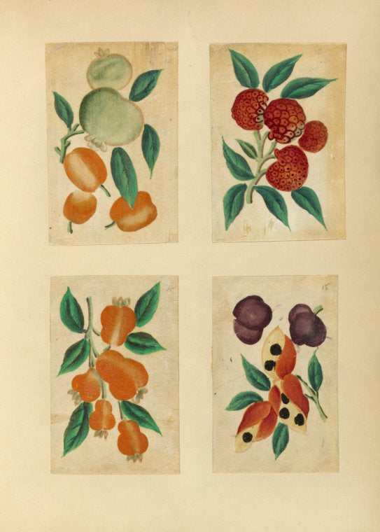 Fruit ; Fruit ; Fruit ; Fruit
