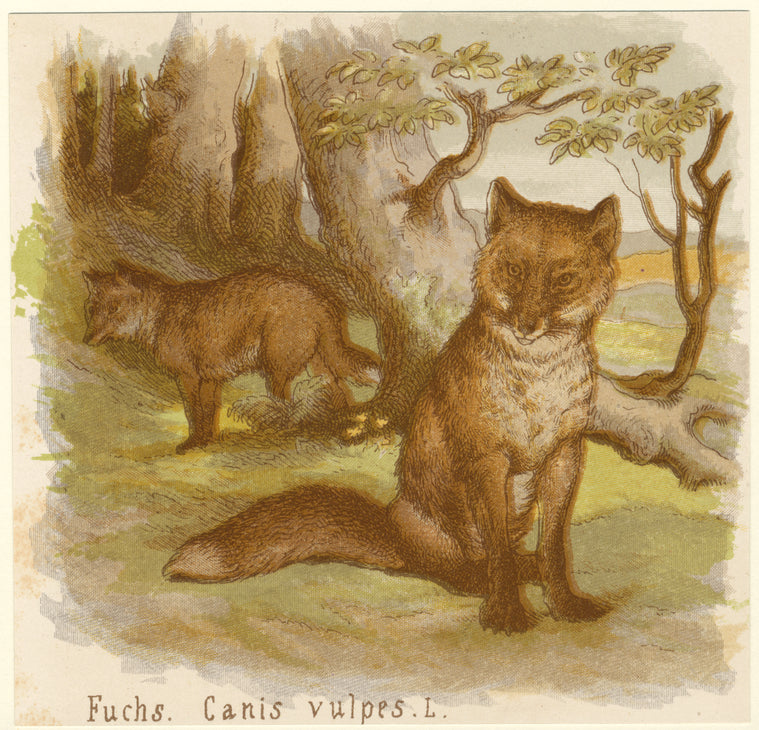 Fuchs, Canis vulpes, L
