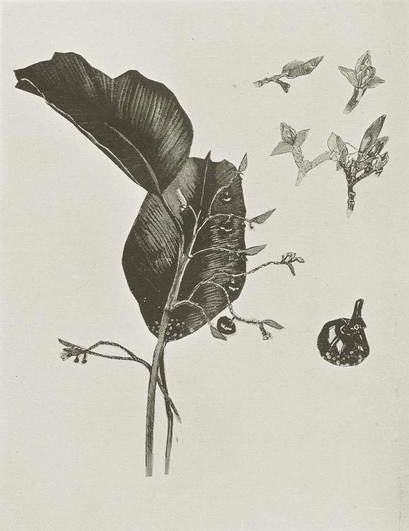 A species of sarcophrynium, a handsome foliage plant in the Liberian undergrowth