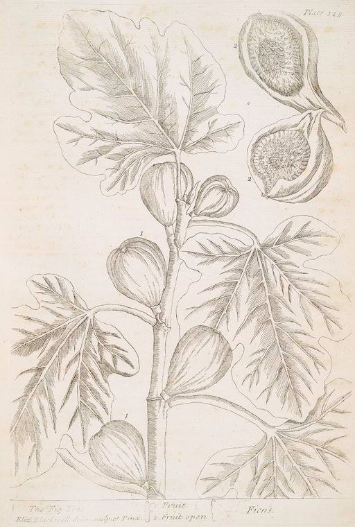 The fig tree.