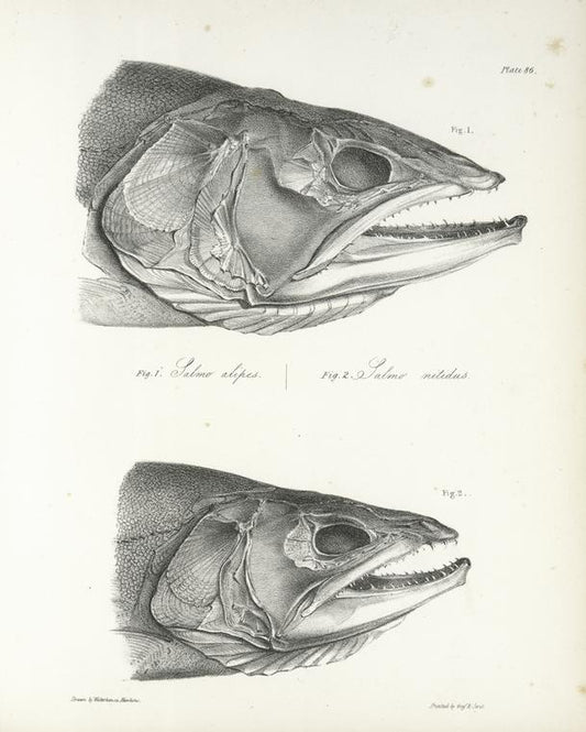 1. Salmo alipes;  2. Salmo nitidus. [Heads] 169. 171