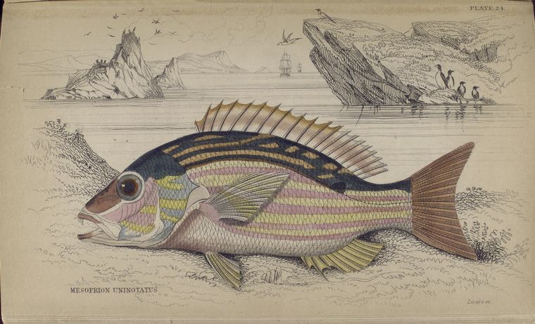 Mesoprion chrysurus.