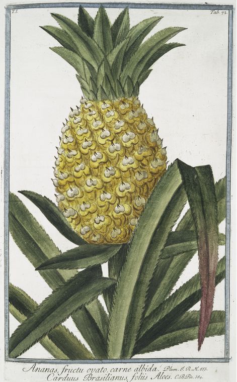 Ananas fructu ovato, carne albida = Carduus Brasilianus, foliis Aloes. [Pineapple]