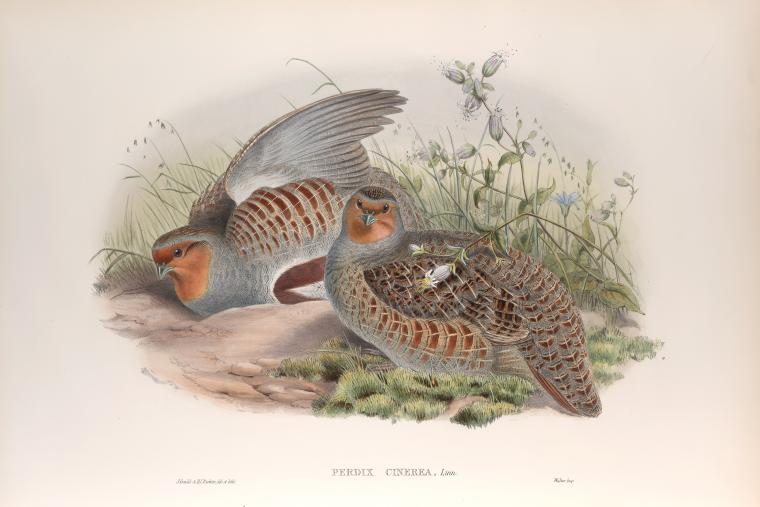 Perdix cinerea. Partridge.