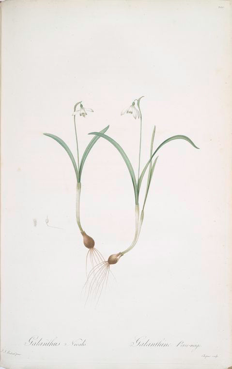 Galanthus nivalis