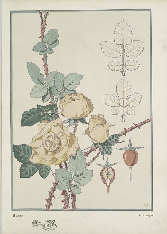 Roses