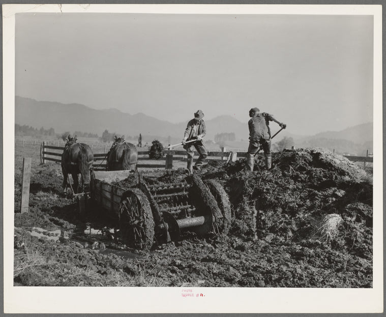 Hauling out manure from cow lot onto dairy farm. Tillamook County, Oregon