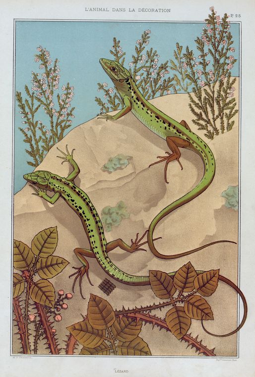 Lézard