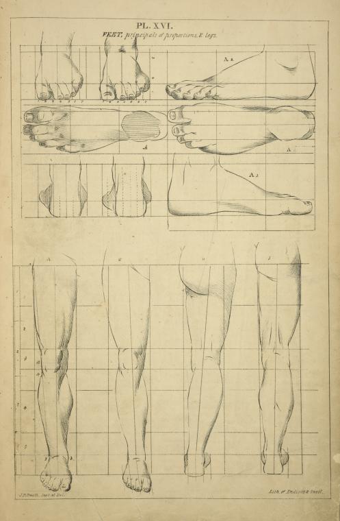 Feet - principles of proportions and legs.
