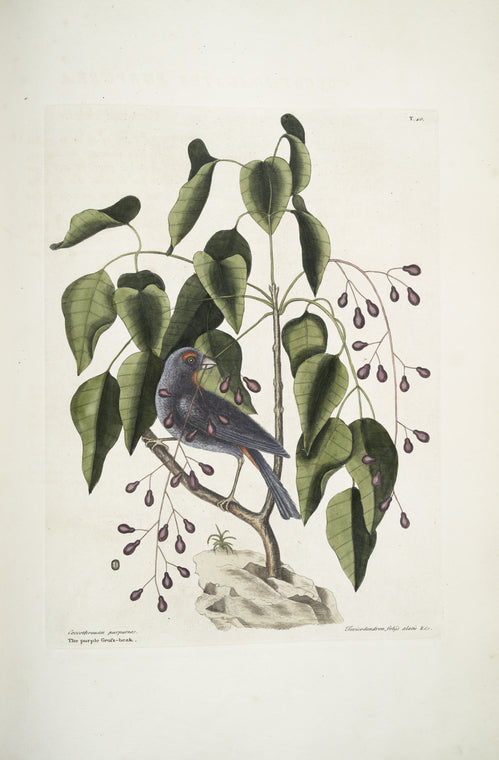 Coccothraustes purpurea, The purple Gross-beak; Toxicodendron foliis alatis &c., The Poison -Wood.